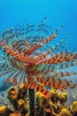 Tubeworm underwater Sabella spallanzaniiÃÂ Sea Life